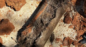 tree roots in sewer line