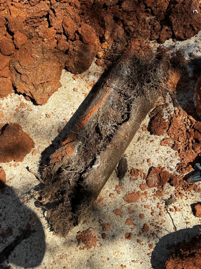 tree roots in sewer line